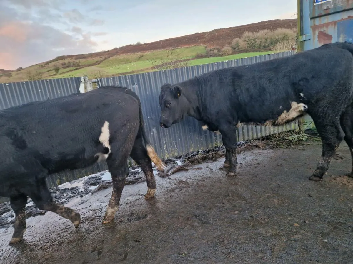 Breeding Heifers - Image 3