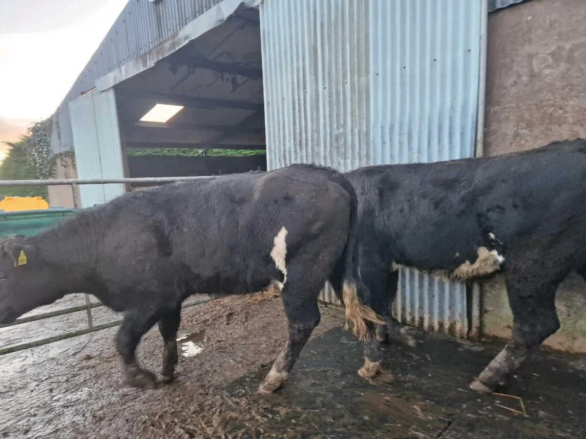 Breeding Heifers - Image 4