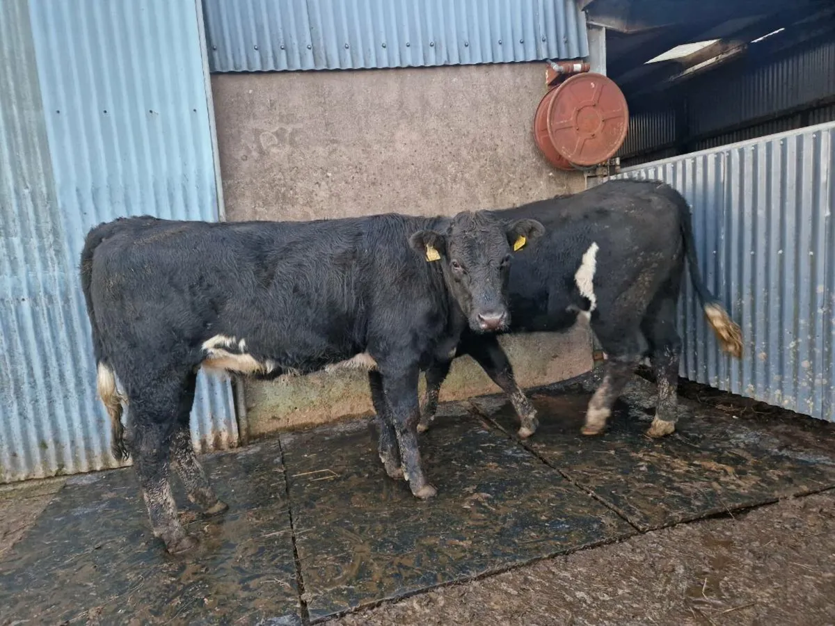 Breeding Heifers - Image 1