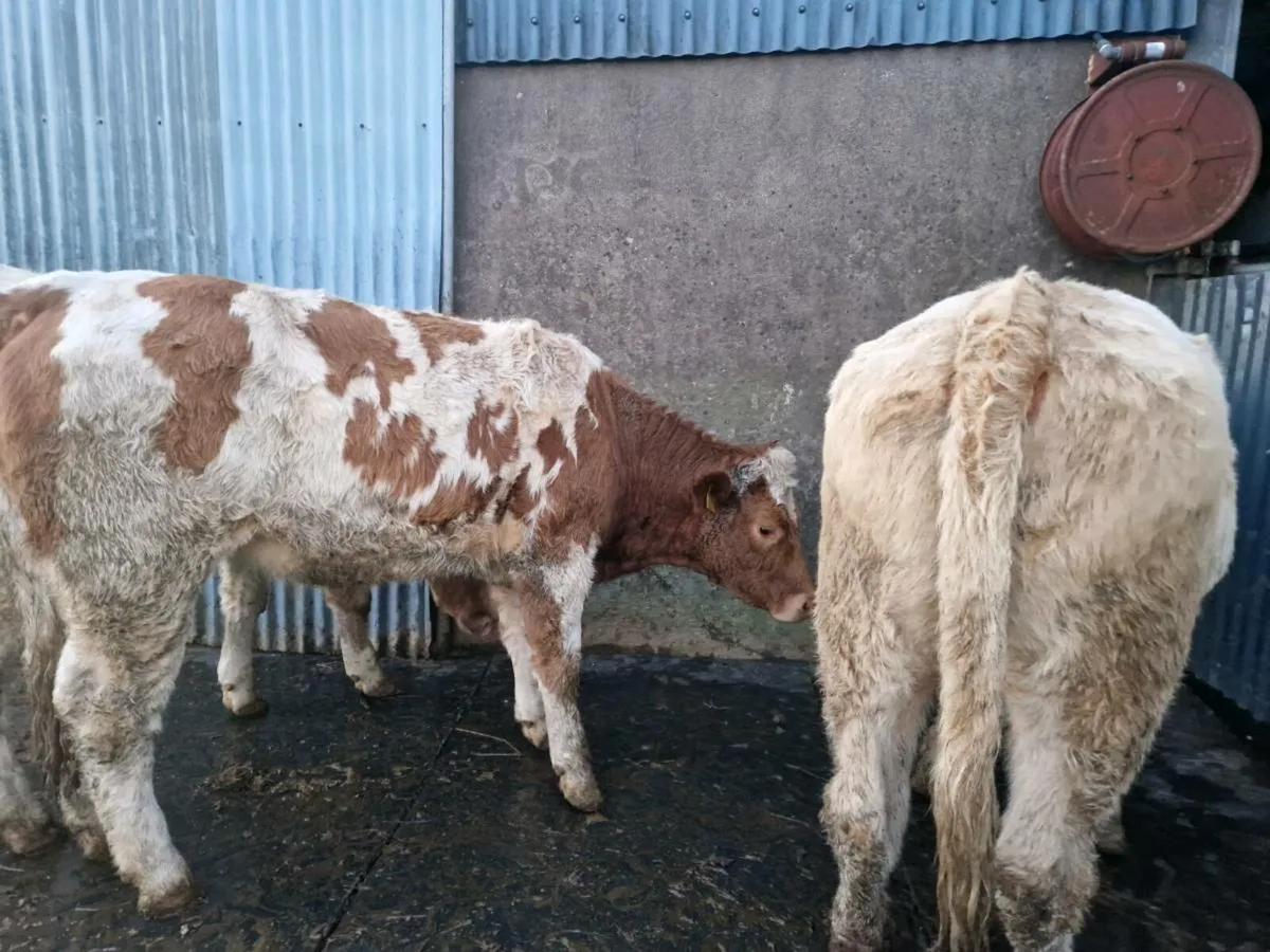 Breeding Heifers - Image 2