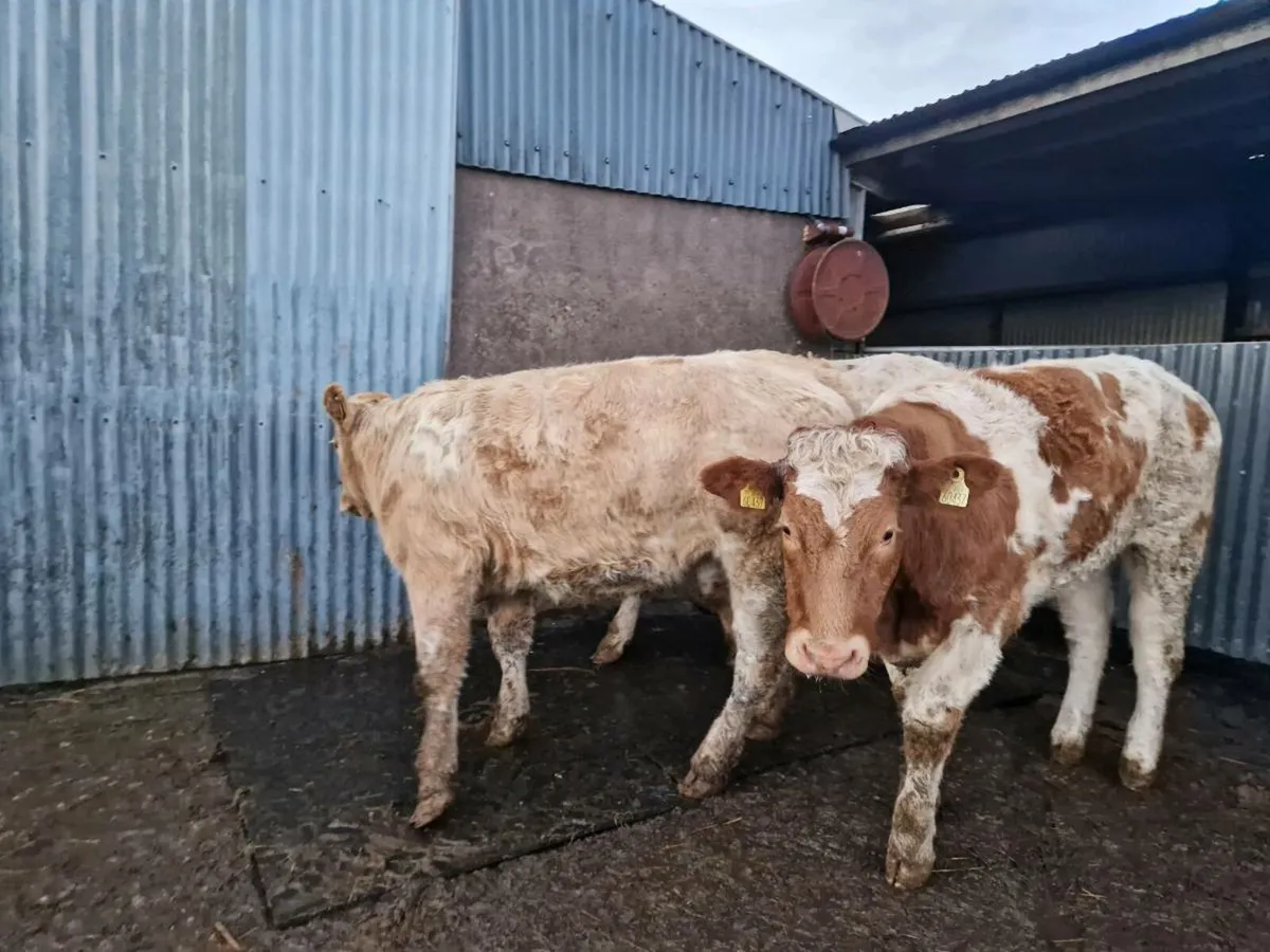 Breeding Heifers - Image 3