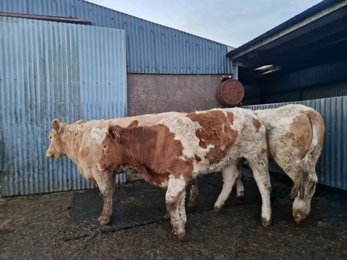 Breeding Heifers - Image 4