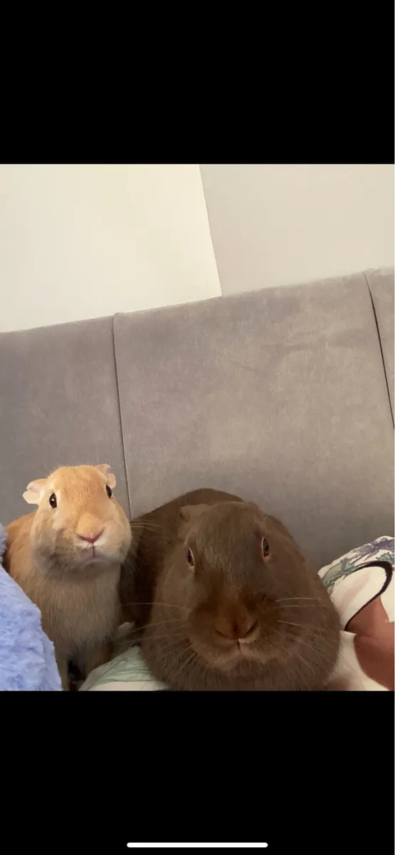 2 pet rabbits - Image 2