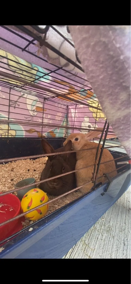 2 pet rabbits - Image 1