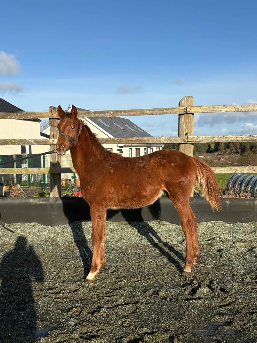 Colt foal - Image 1
