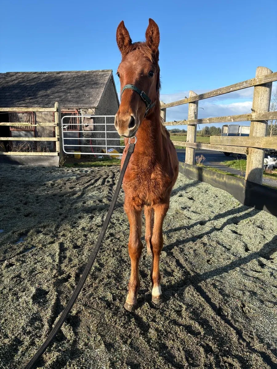 Colt foal - Image 4