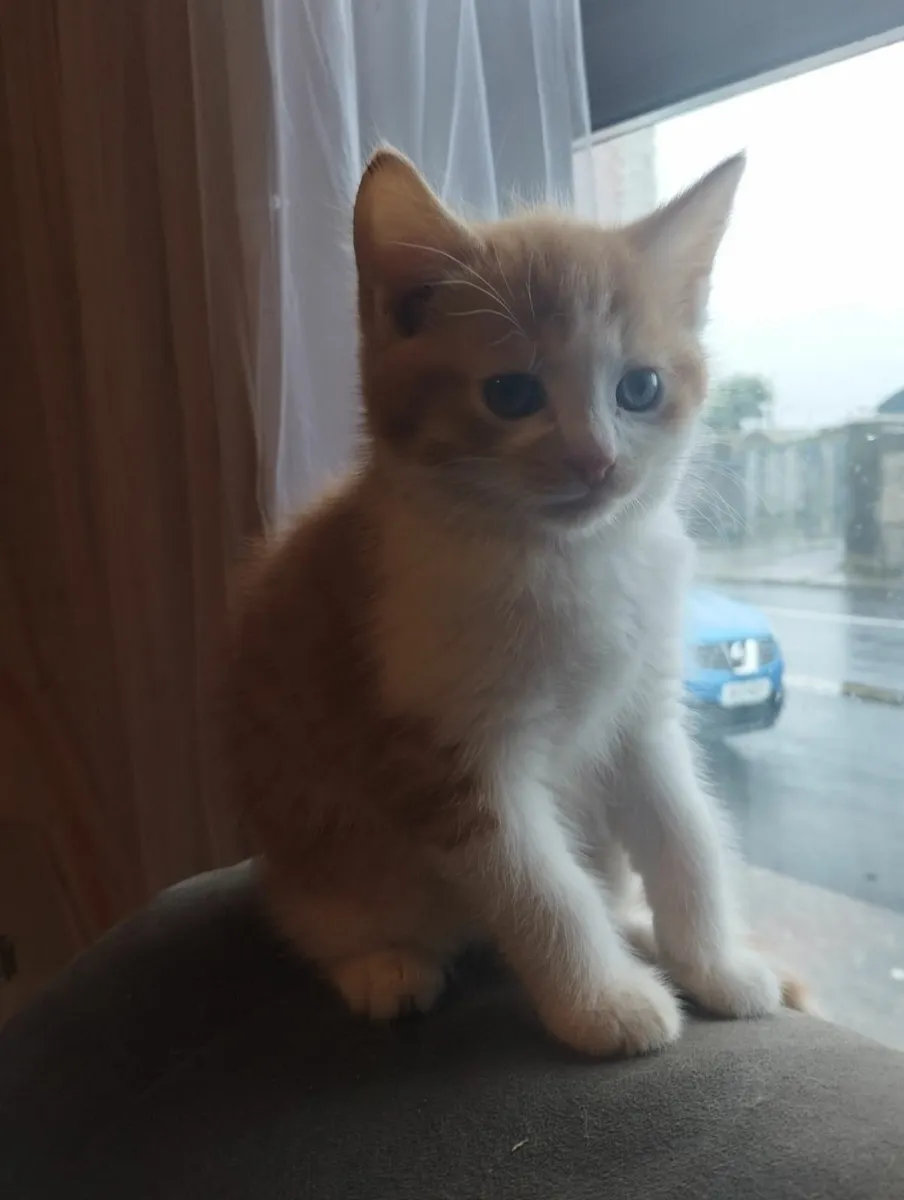 Kittens - Image 4