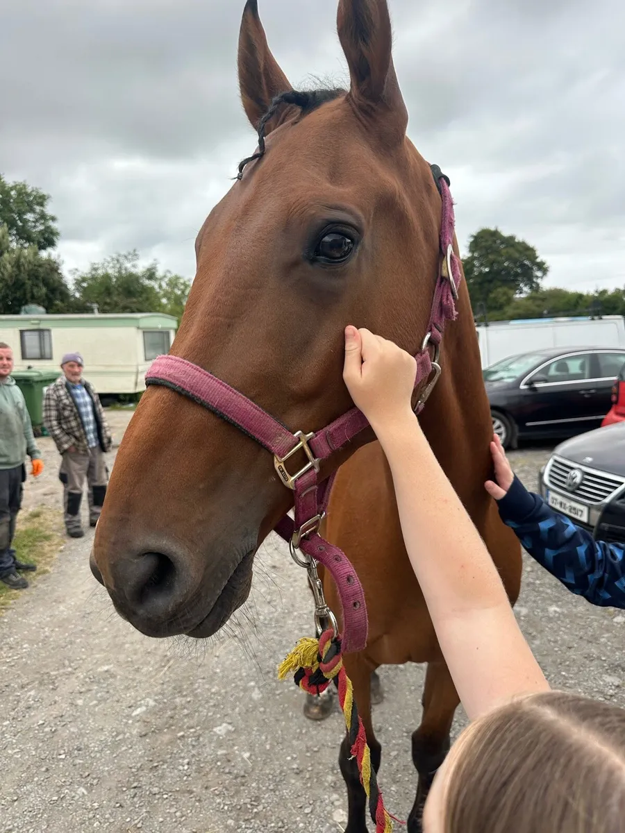 8yo irish draft x , irish sports horse 16.2 - Image 1