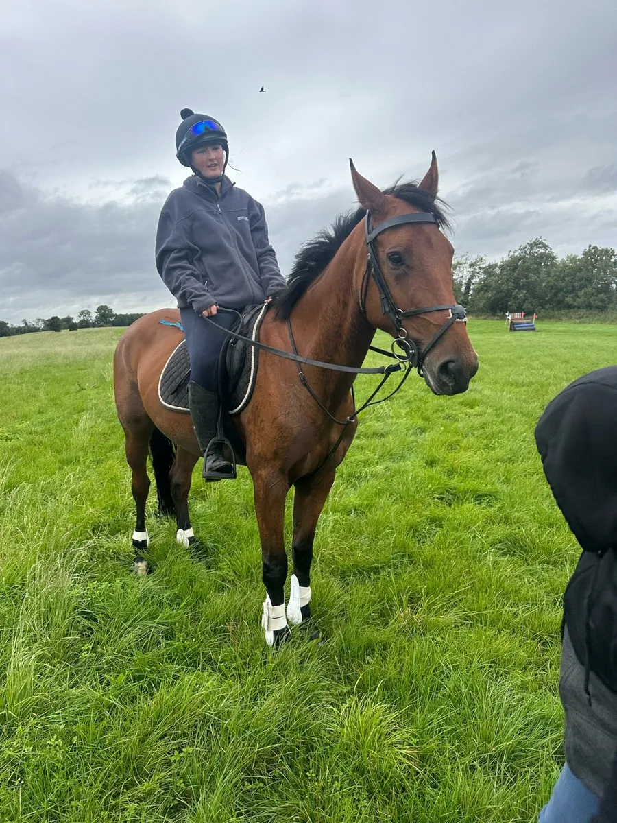 8yo irish draft x , irish sports horse 16.2 - Image 2