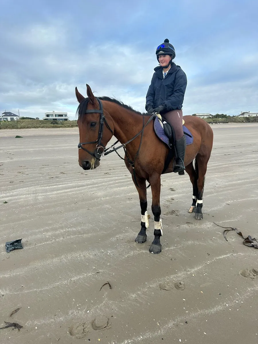 8yo irish draft x , irish sports horse 16.2 - Image 3