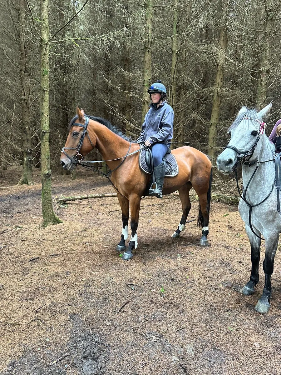 8yo irish draft x , irish sports horse 16.2 - Image 4