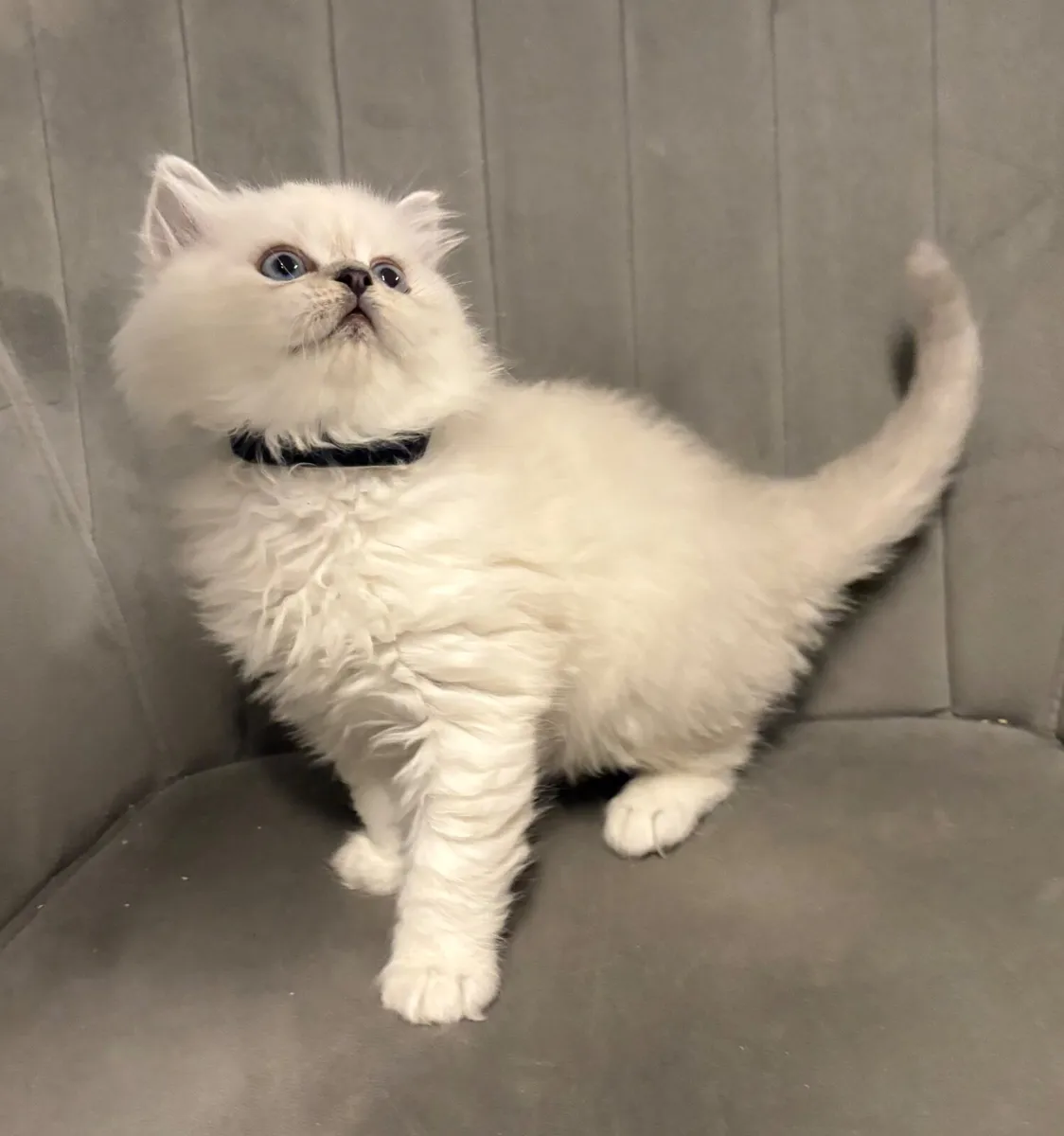 British long hair kitten - Image 2