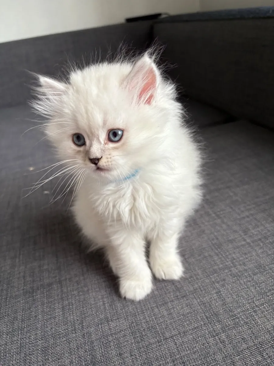 British long hair kitten - Image 3