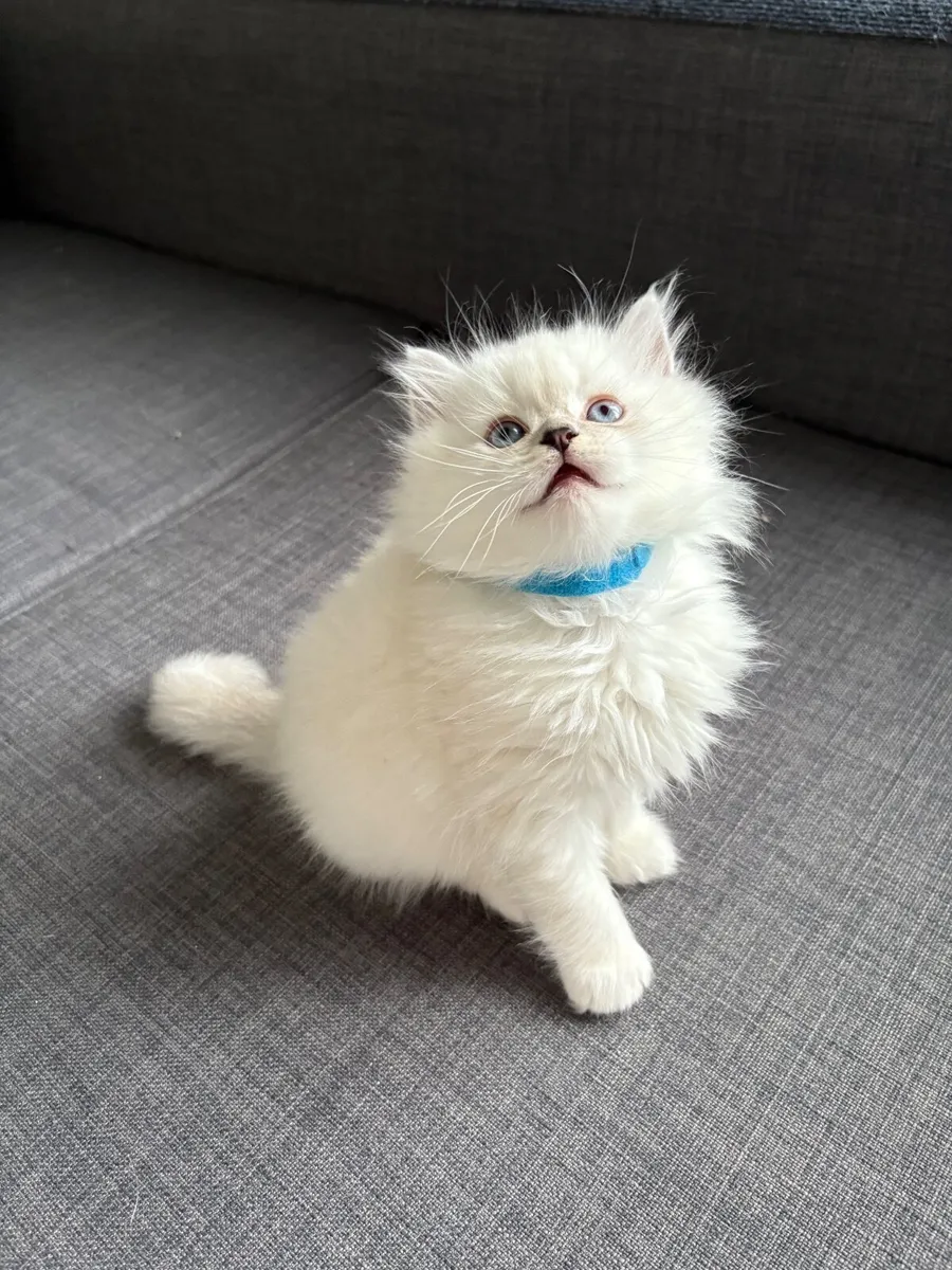 British long hair kitten - Image 4