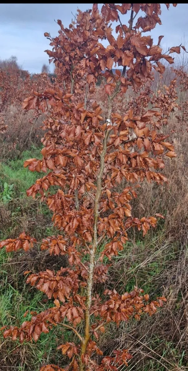 Rootball beech tree s for sale - Image 1