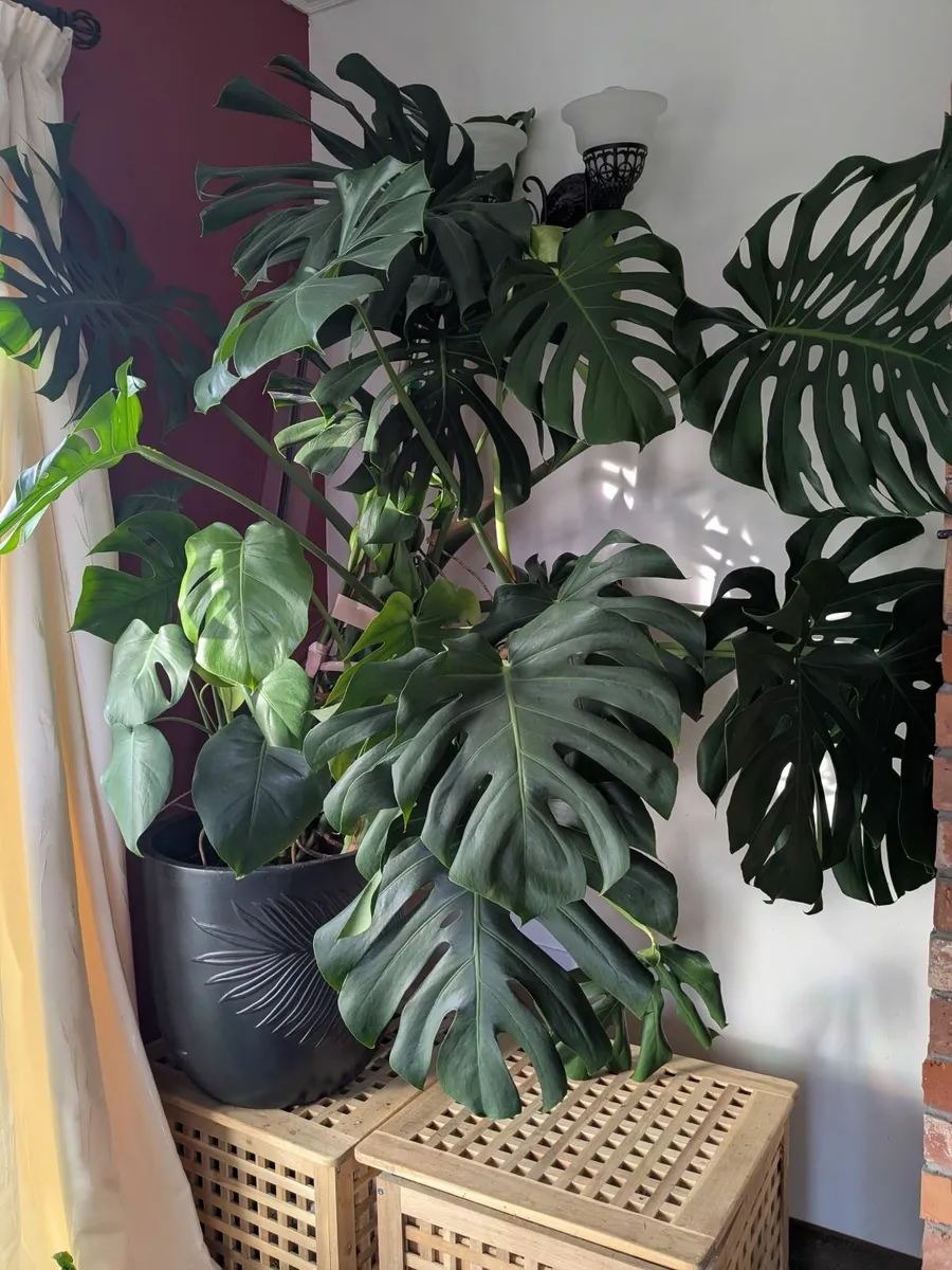 Monstera plant