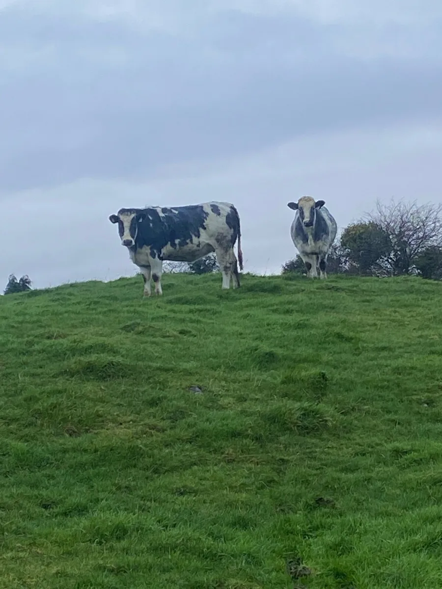 ⭐️pedigree Belgian blue calf’s ⭐️ - Image 4