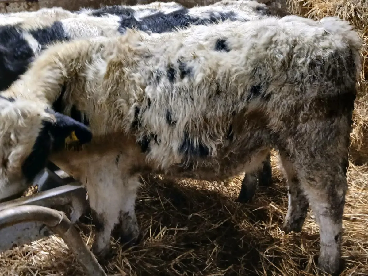 5 Belgian Blue Bull Weanlings - Image 2