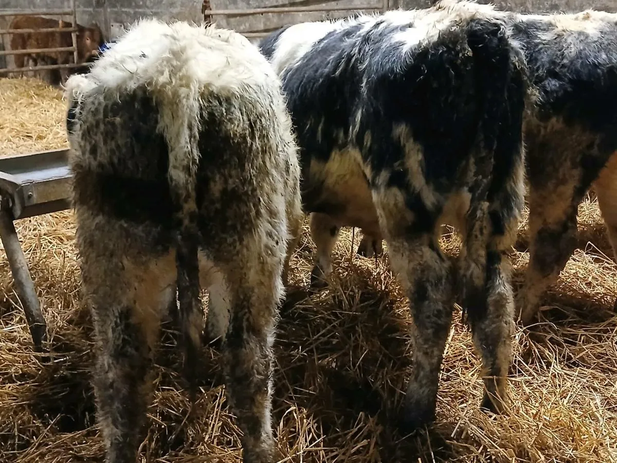 5 Belgian Blue Bull Weanlings - Image 4