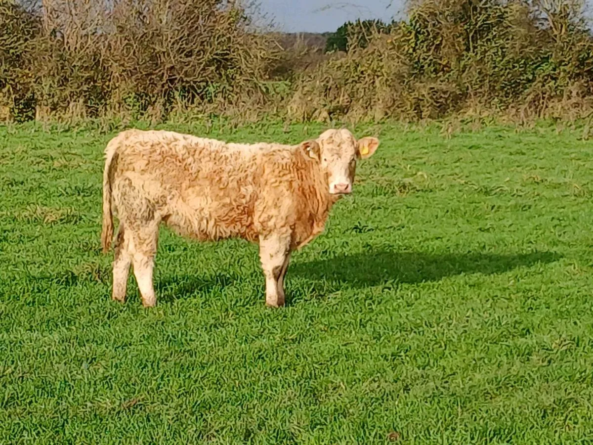 Weanling heifers - Image 3