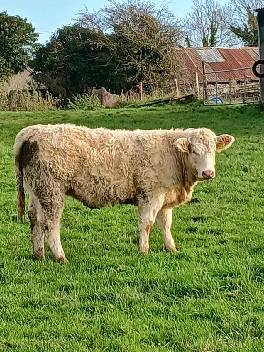 Weanling heifers - Image 4