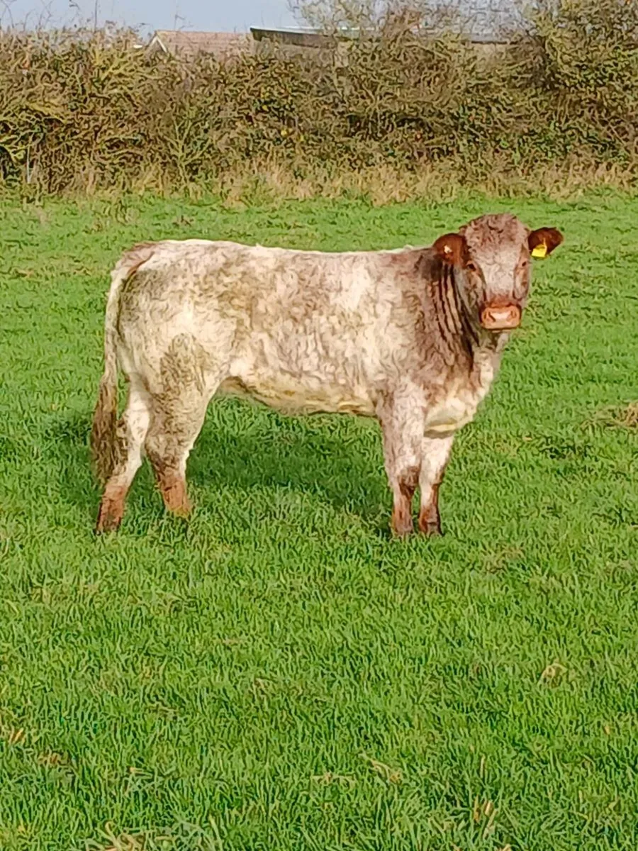Weanling heifers - Image 1