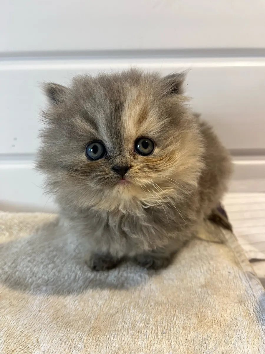 British Shorthair Kittens - Image 1