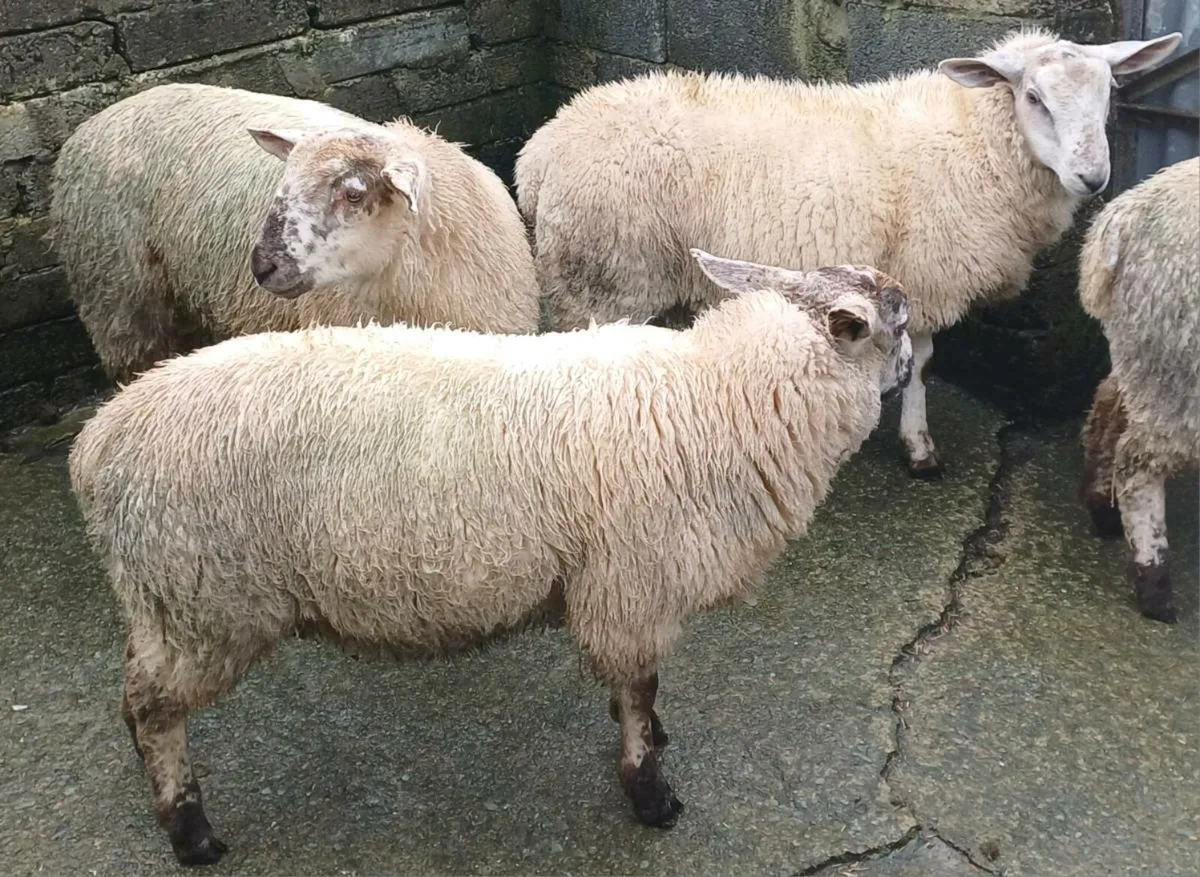 Ram lambs for breeding - Image 3