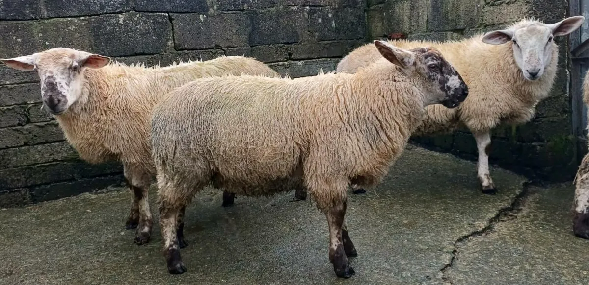 Ram lambs for breeding - Image 4