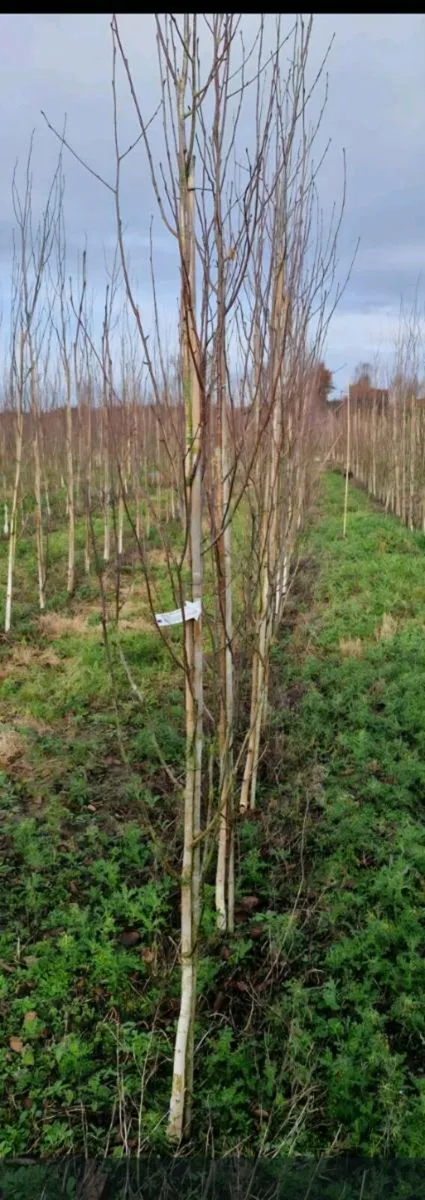 Rootball tree s for sale - Image 3