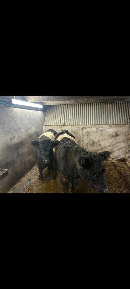 Galloway cows PBNR - Image 2