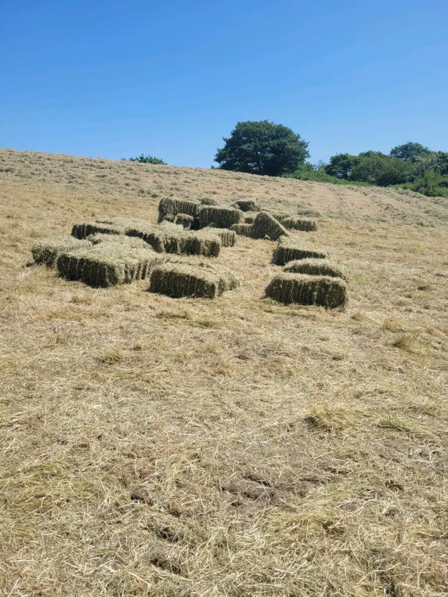 Hay