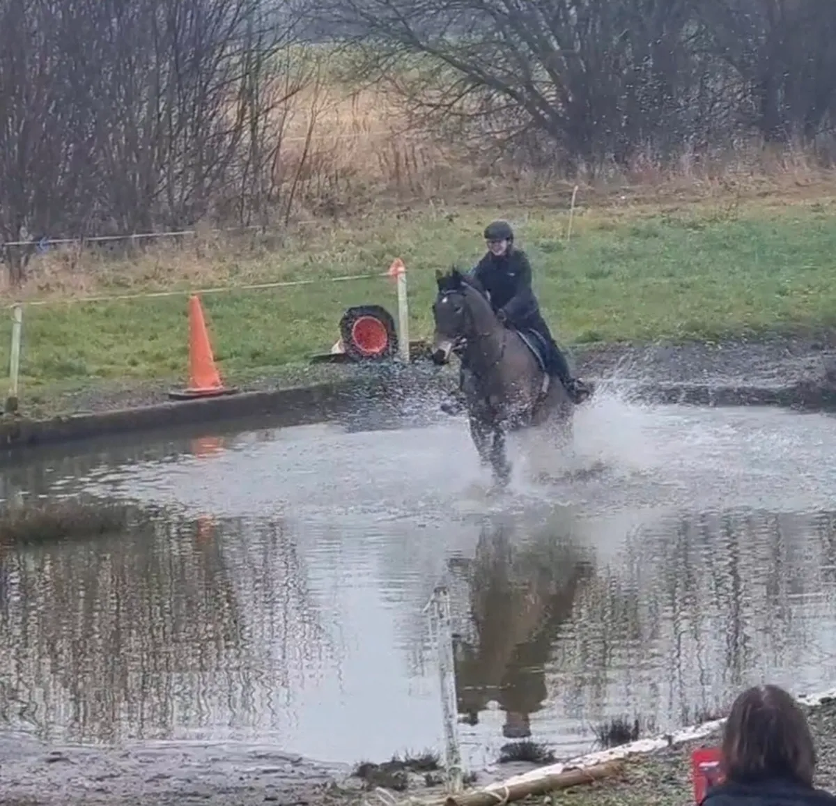 Full Irish Draught Gelding 15.2hh 8yo - Image 4