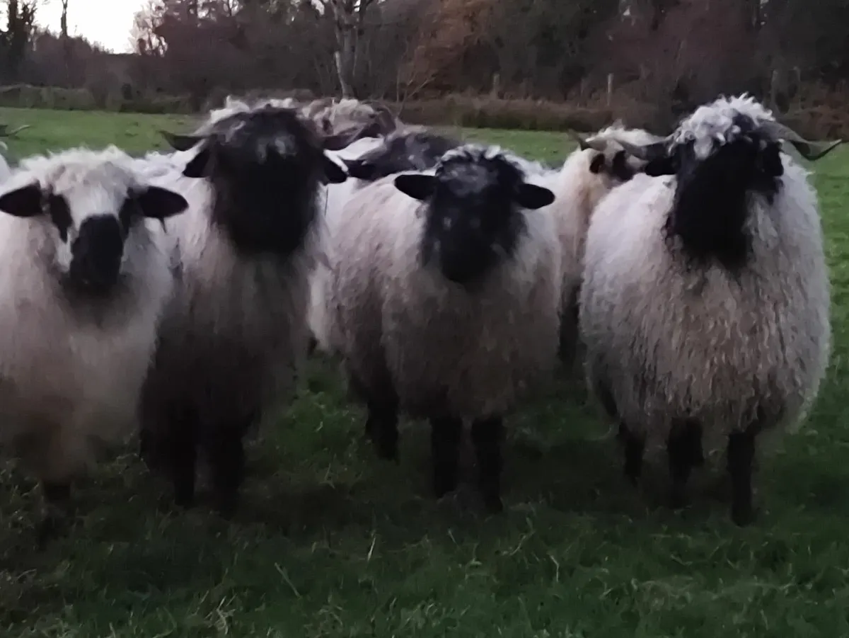 Swiss Valais Blacknose Hogget Ewes - Image 2