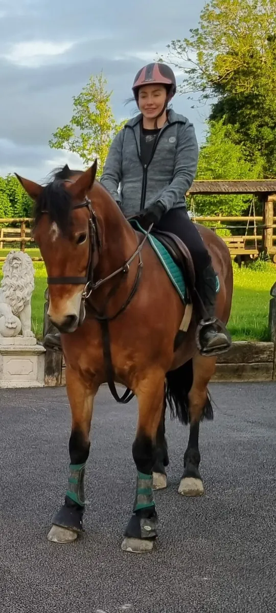 Full Irish Draught Gelding 15.2hh 8yo - Image 2