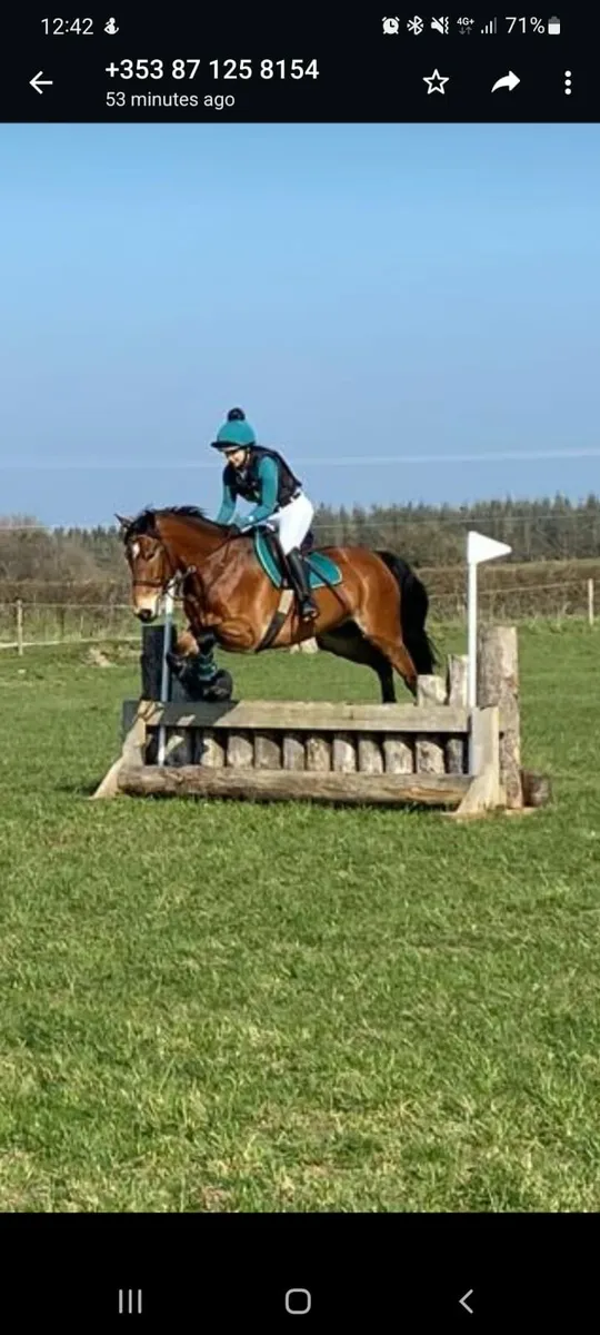 Full Irish Draught Gelding 15.2hh 8yo - Image 1
