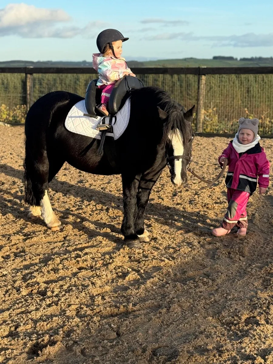 Stunning begginers cob - Image 1