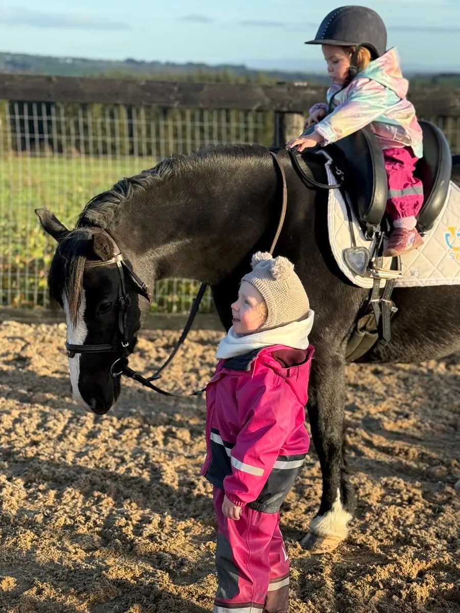 Stunning begginers cob - Image 2