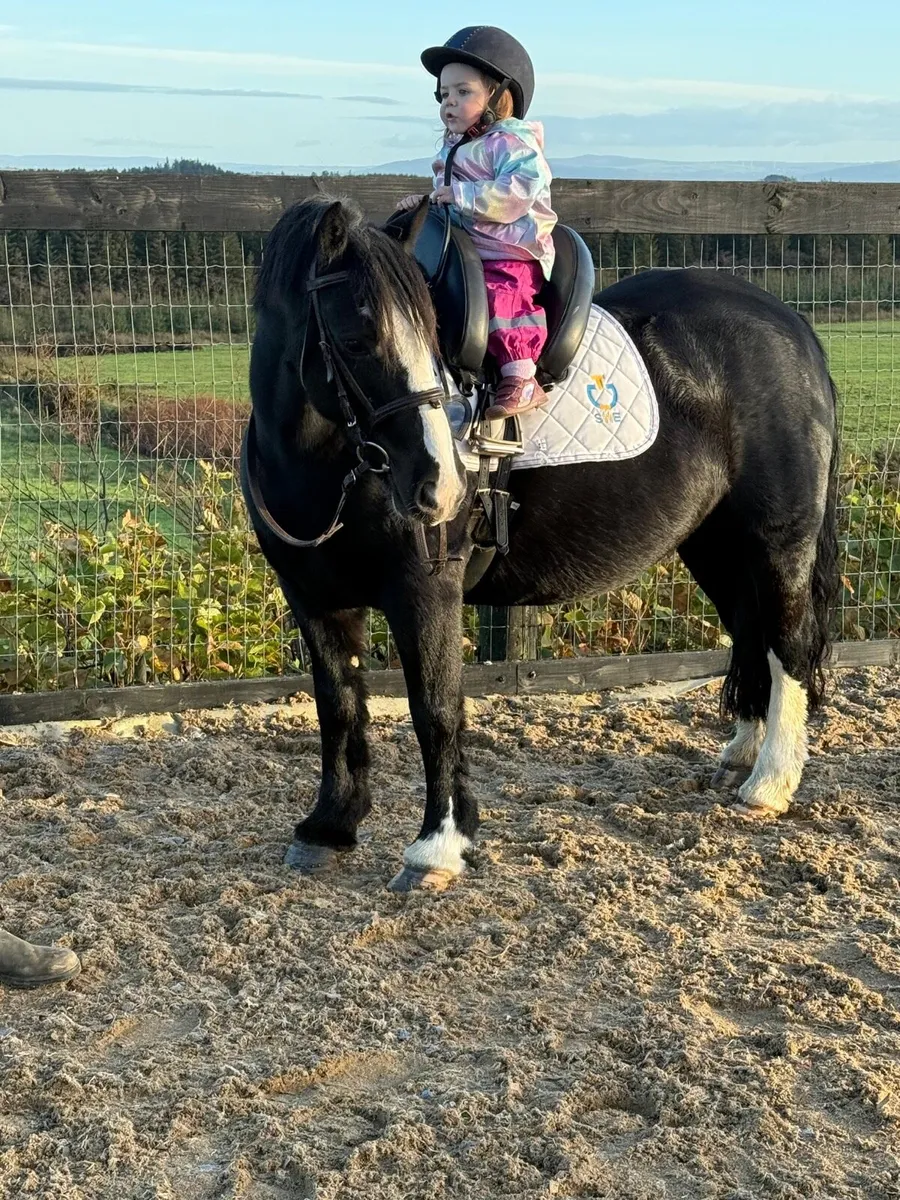 Stunning begginers cob - Image 3