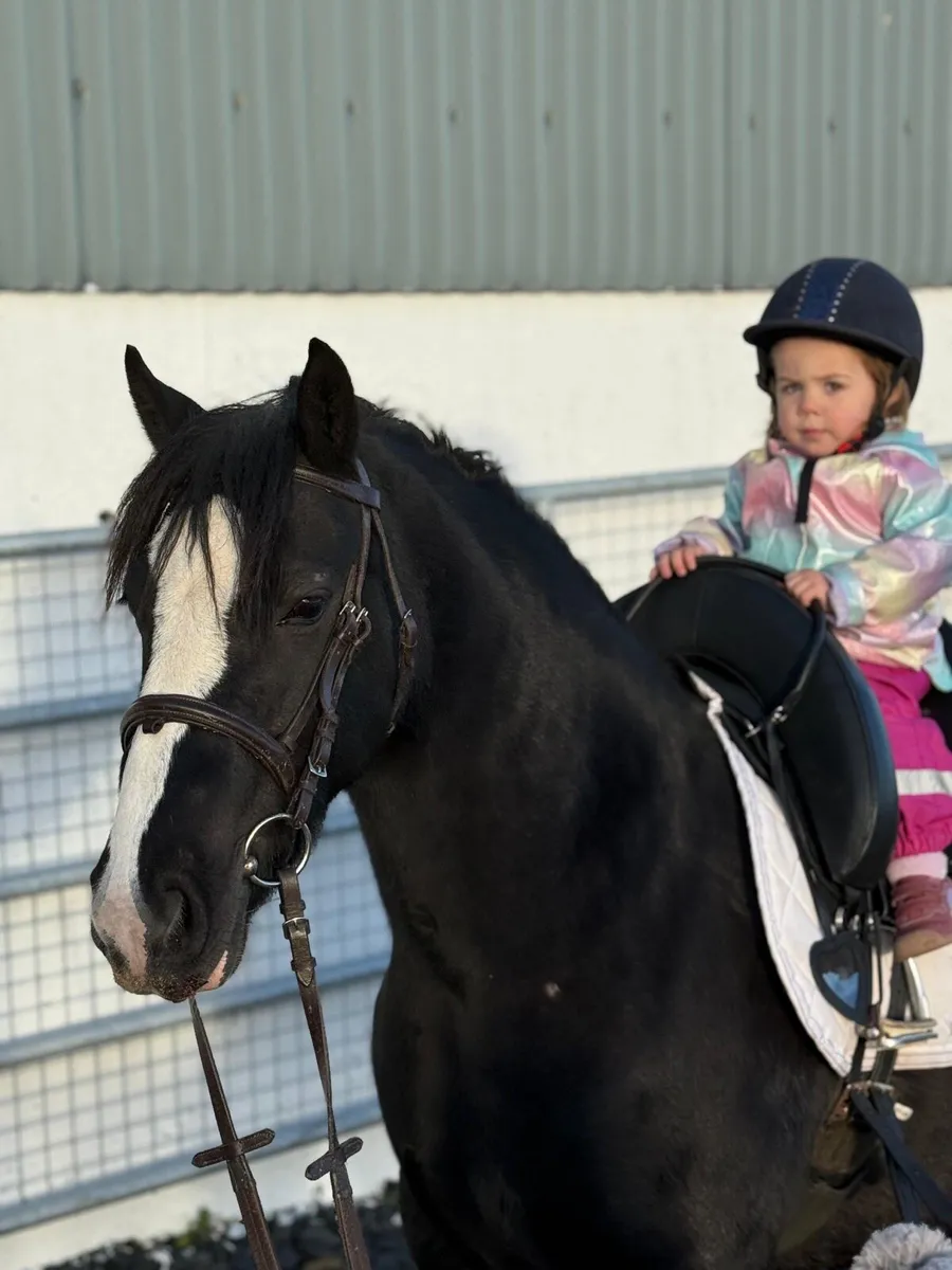 Stunning begginers cob - Image 4