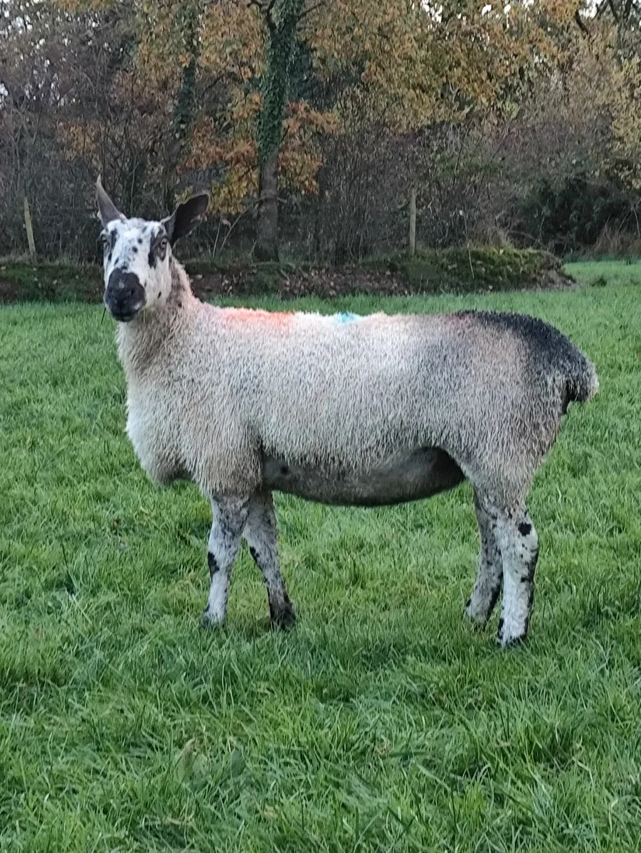 Blue Leicester Pedigree Hoggets - Image 3