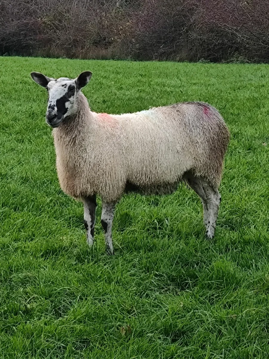 Blue Leicester Pedigree Hoggets - Image 4