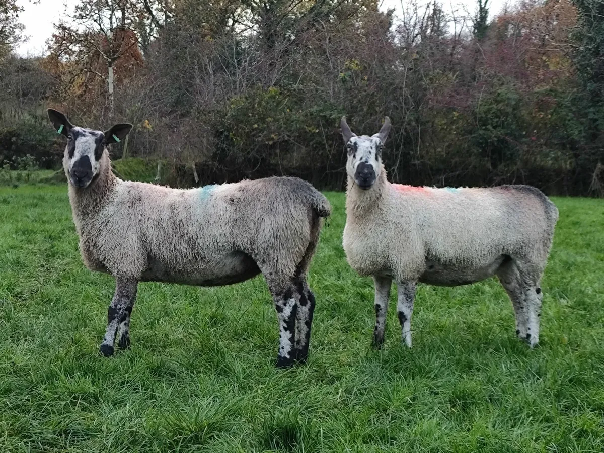 Blue Leicester Pedigree Hoggets - Image 1