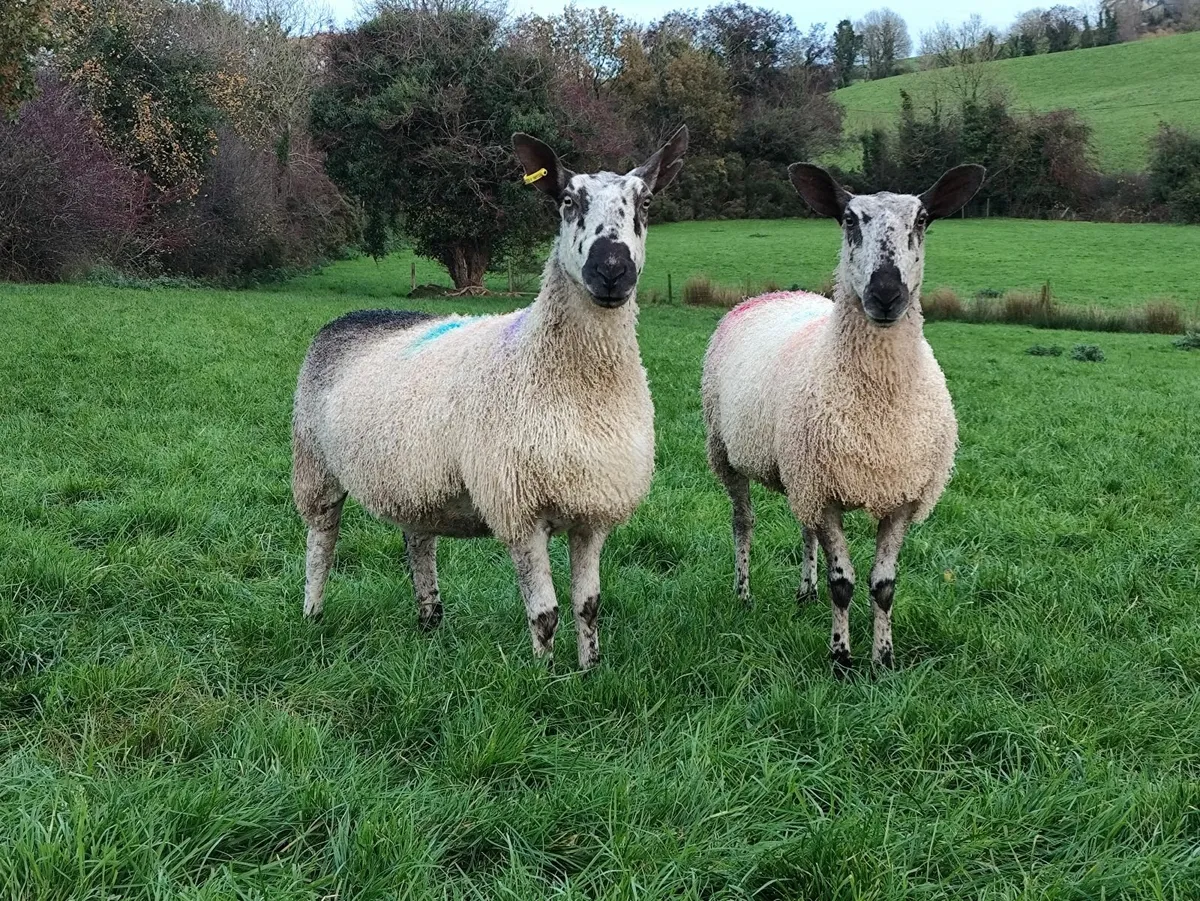 Blue Leicester Pedigree Hoggets - Image 2