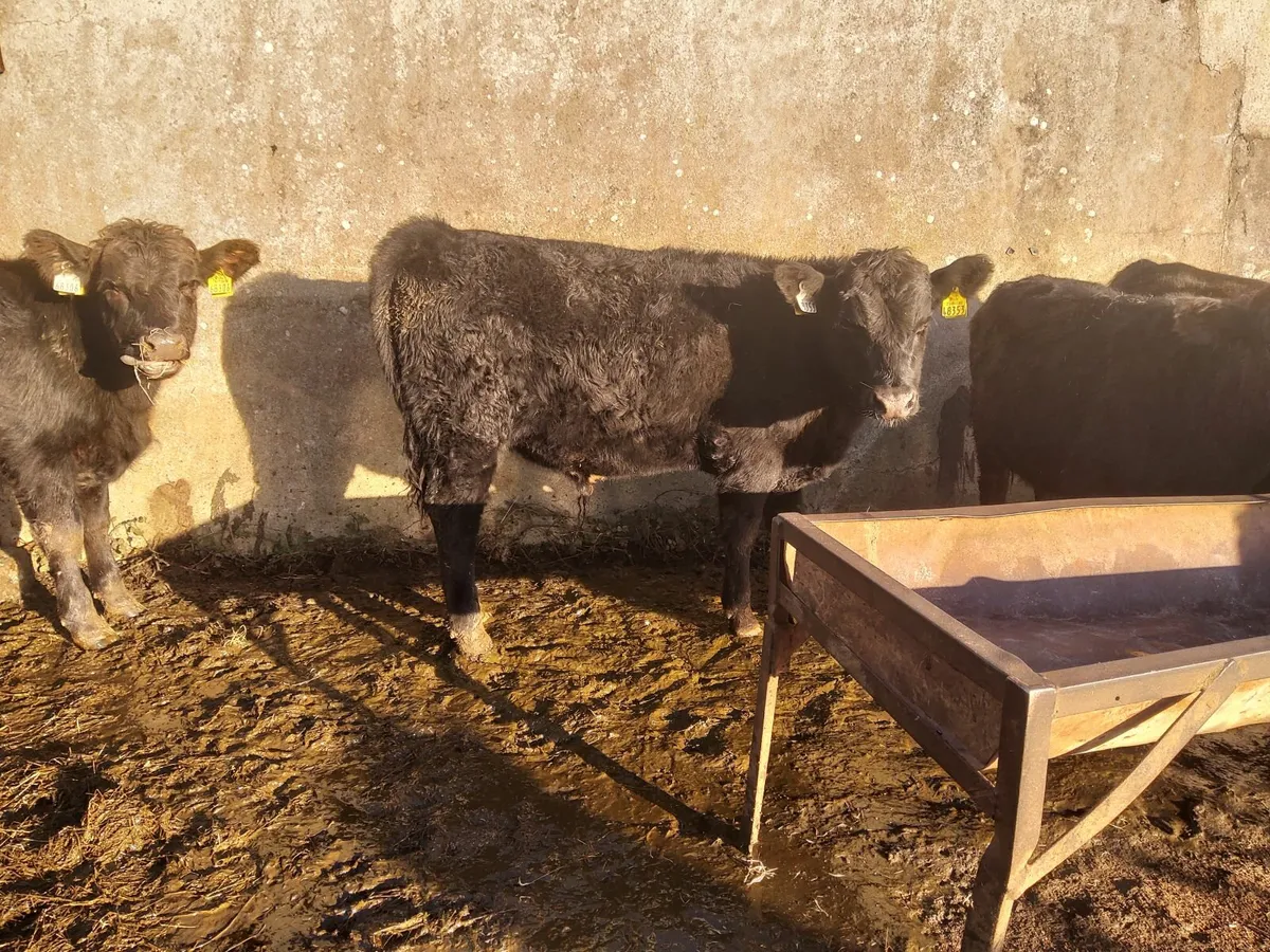 AA Weanlings - Image 1