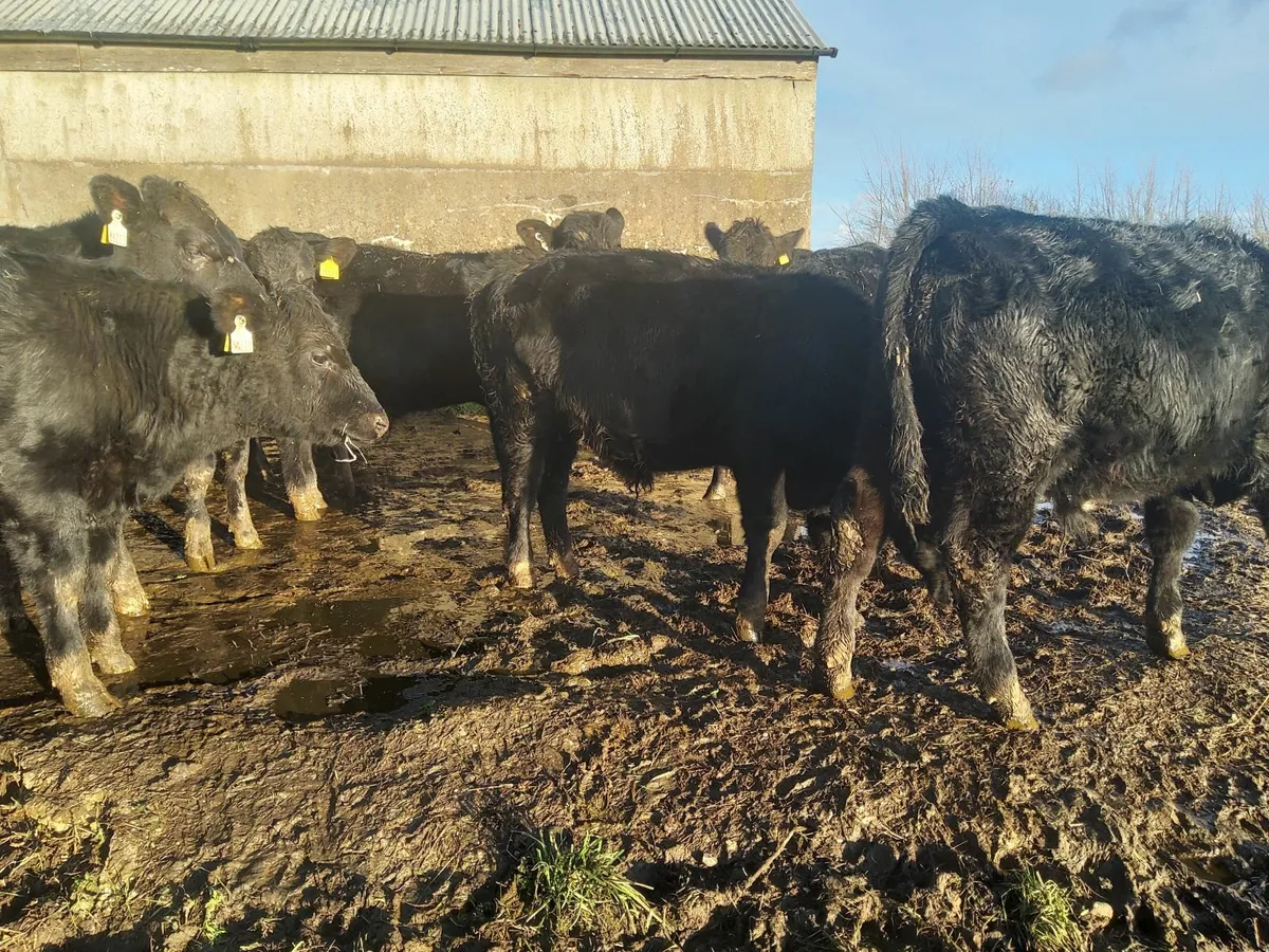 AA Weanlings - Image 2