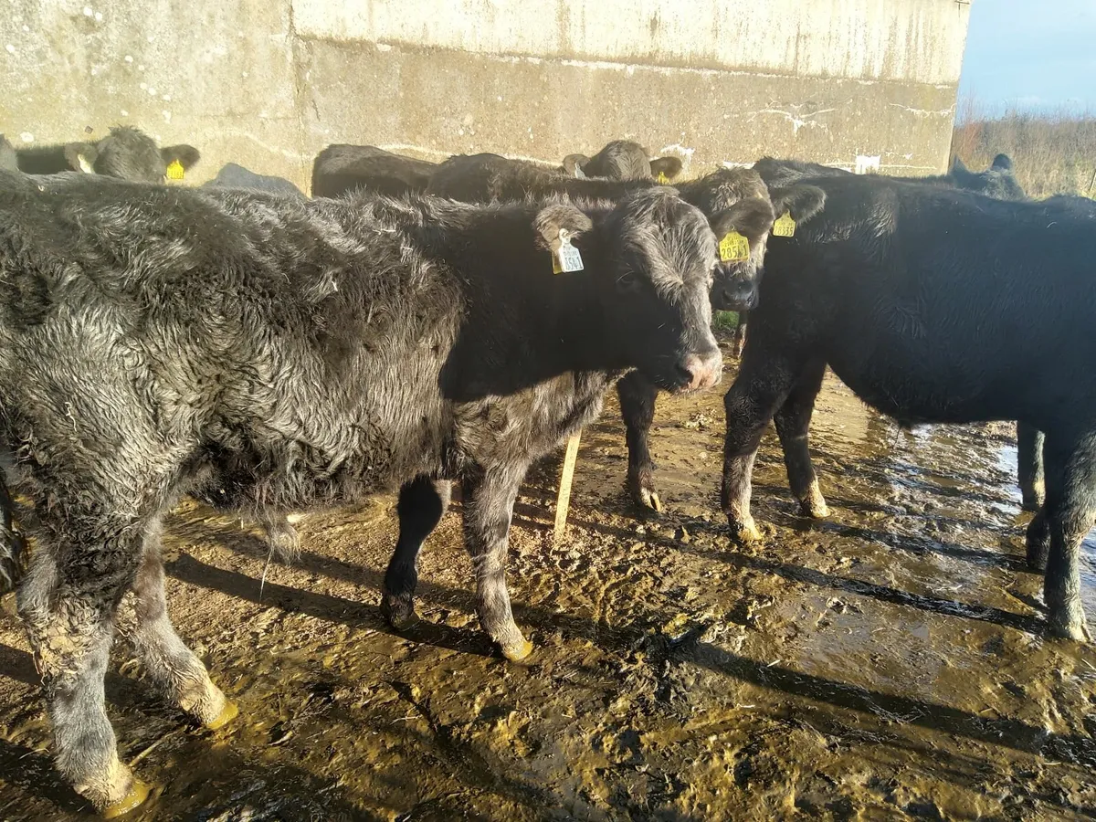 AA Weanlings - Image 3