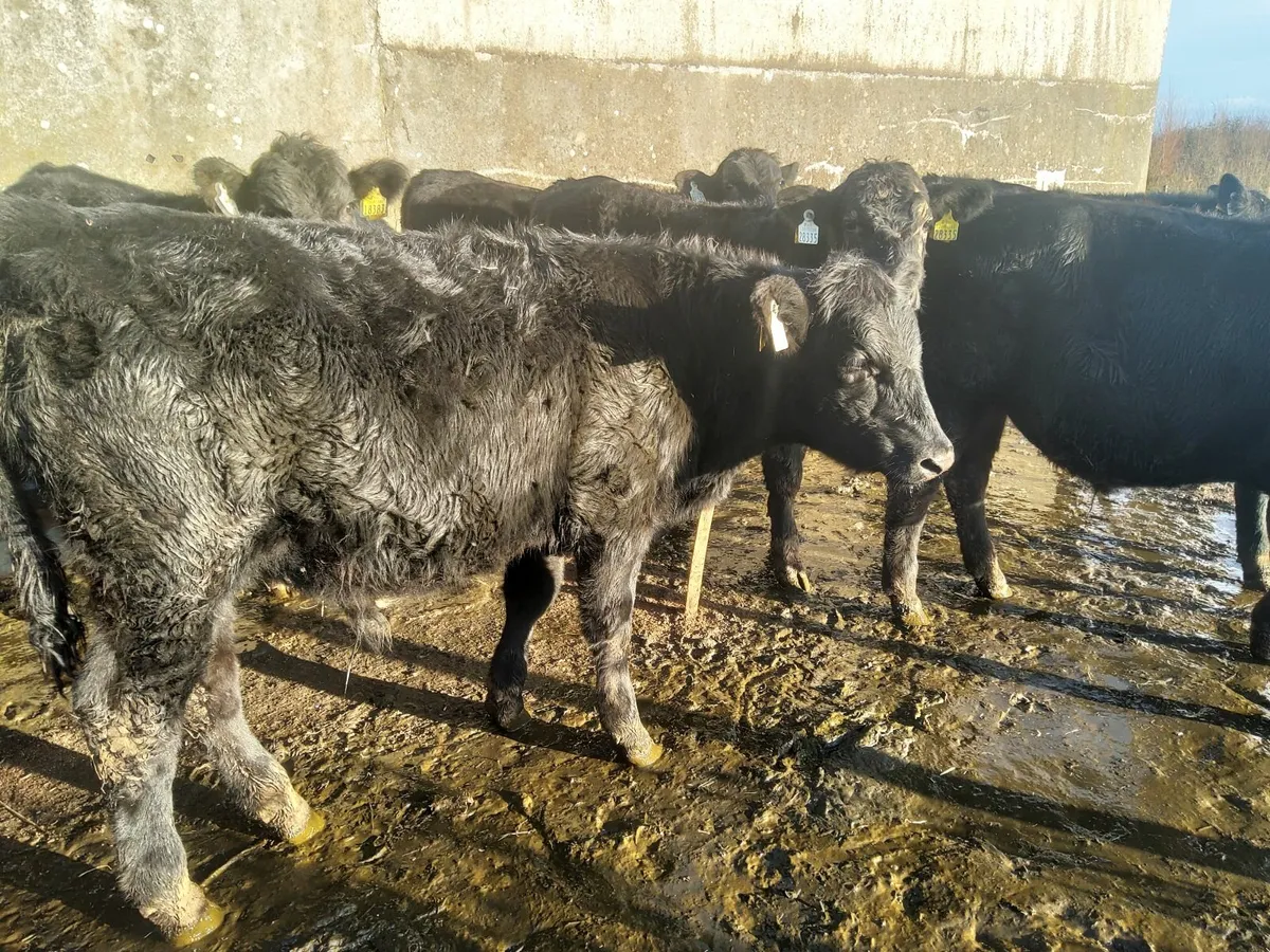 AA Weanlings - Image 4