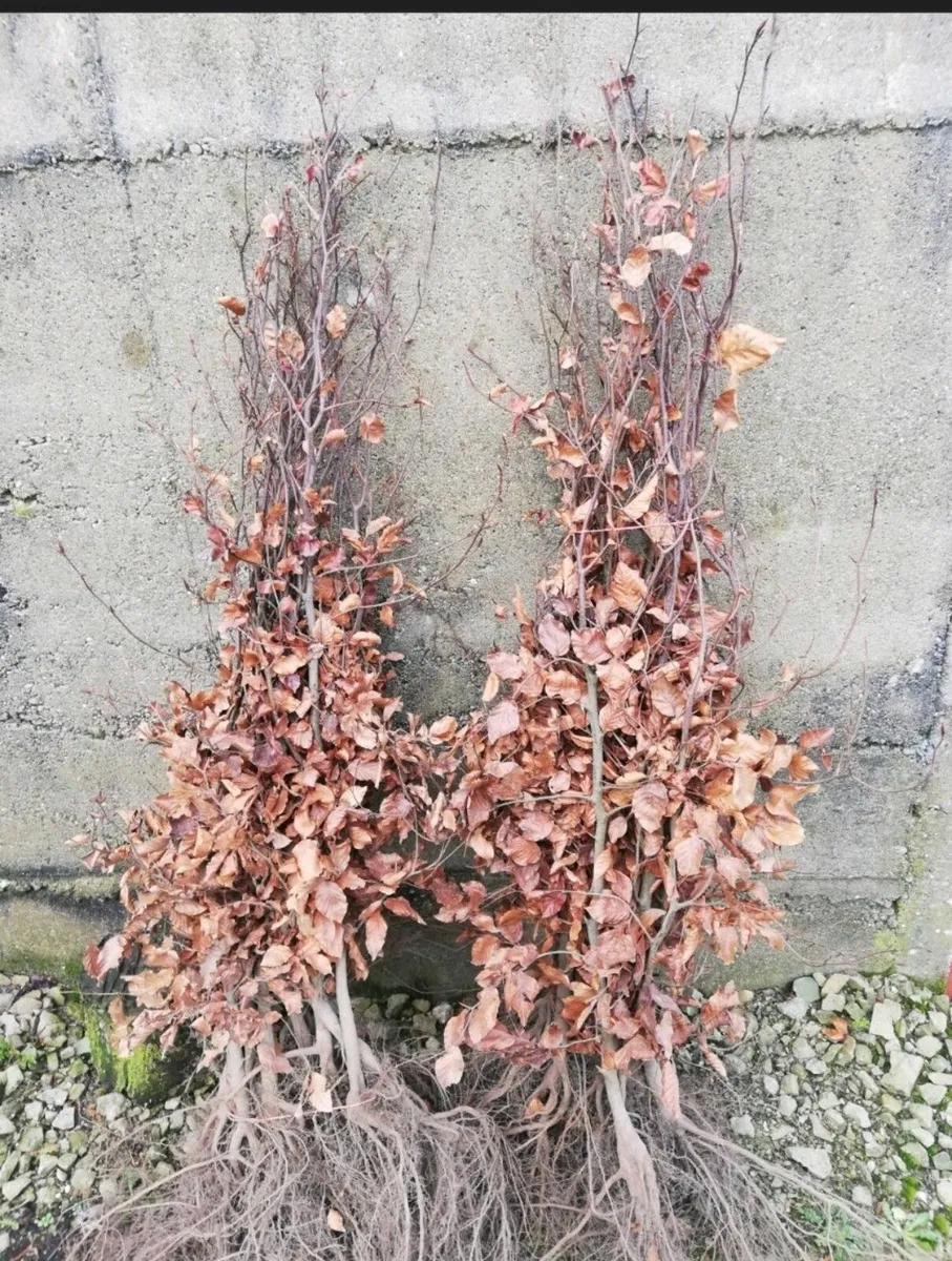 Beech Hedging - Image 1