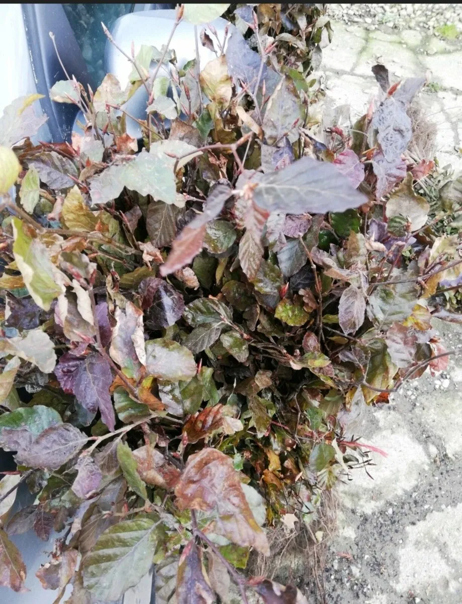 Beech Hedging - Image 4